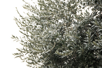 Beautiful olive tree with green leaves outdoors, closeup