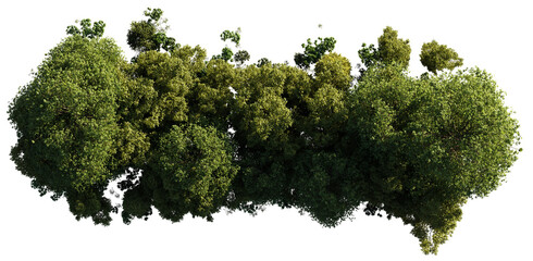 forest from above, lush trees isolated on transparent background 