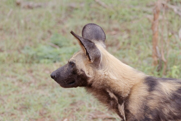 side profile of a wild dog