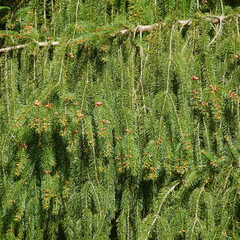 Fir trees, Abies Miill, are important for landscaping and garden design. A branch of a rare large hanging fir,  branches with the needles form a dense, impenetrable wall. Ideal as a background image