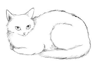 香箱座りをする猫