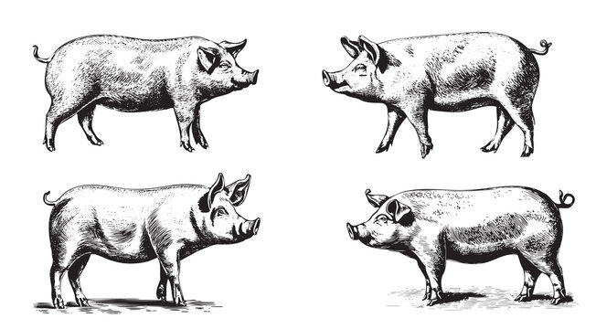 Set of pigs hand drawn sketch illustration Farming