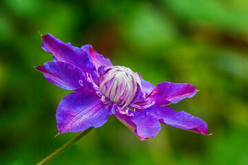 spring flower