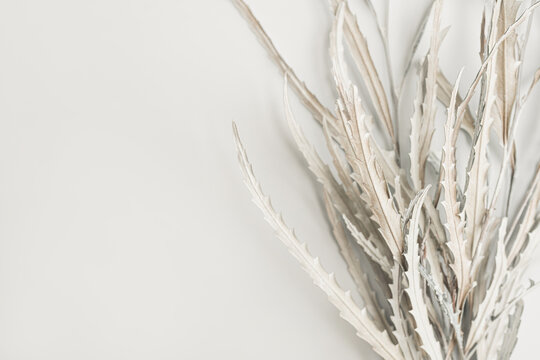 White dried flowers branches on white background. Flat lay, top view minimal floral composition © Floral Deco