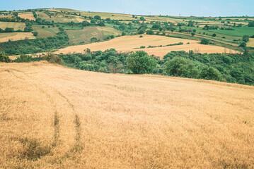 Fototapeta na wymiar Panoramic view of a boundless golden wheat field ready for harvesting.