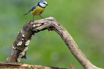 Blaumeise&nbsp;(Cyanistes caeruleu)