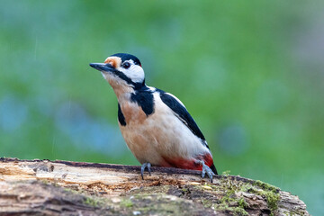 Fototapeta premium Buntspecht&nbsp;(Dendrocopos major)