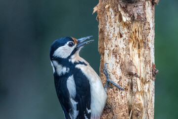 Buntspecht (Dendrocopos major)