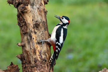 Buntspecht (Dendrocopos major)