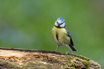 Fototapeta premium Blaumeise&nbsp;(Cyanistes caeruleu)