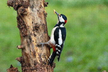 Buntspecht (Dendrocopos major)