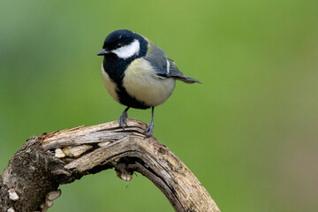 Fototapeta premium Kohlmeise (Parus major)