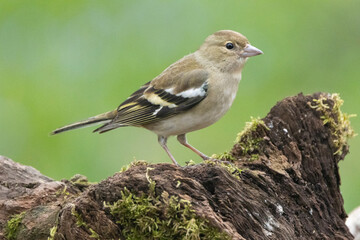 Obraz premium Buchfink&nbsp;(Fringilla coelebs)