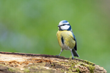 Obraz premium Blaumeise&nbsp;(Cyanistes caeruleu)