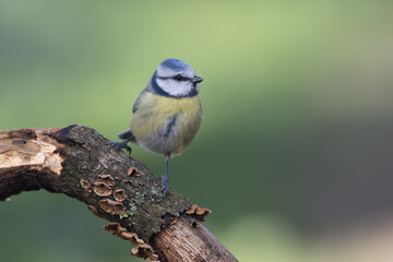 Obraz premium Blaumeise&nbsp;(Cyanistes caeruleu)