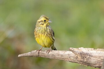 Obraz premium Goldammer (Emberiza citrinella)
