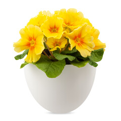 Spring time blossom of Yellow Primroses flowers in pot, front view close up isolated on white background with clipping path
