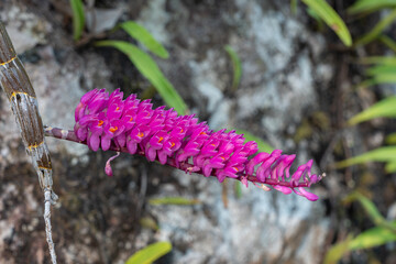 Closeup view of bright pink and orange flowers of tropical epiphytic orchid species dendrobium...