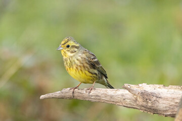 Goldammer (Emberiza citrinella)