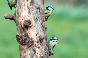 Blaumeise (Cyanistes caeruleu)