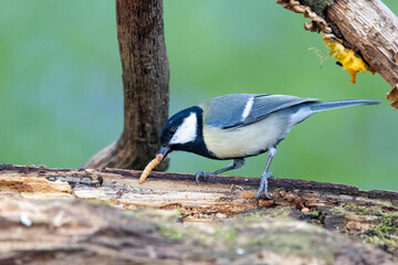 Kohlmeise (Parus major)