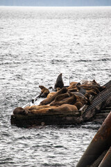 Sea lions