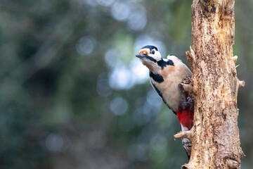 Fototapeta premium Buntspecht&nbsp;(Dendrocopos major)