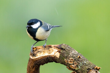 Kohlmeise (Parus major)
