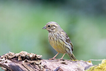 Goldammer (Emberiza citrinella)