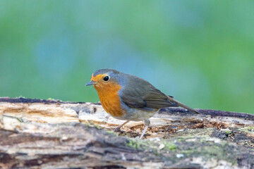 Rotkehlchen&nbsp;(Erithacus rubecula)