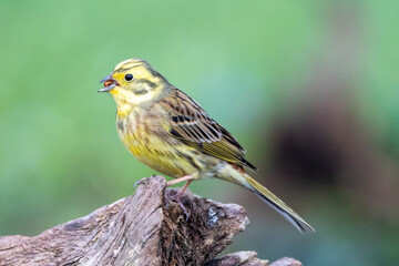 Goldammer (Emberiza citrinella)
