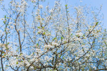 Lush tree in full bloom, its vibrant blue blossoms reaching towards the sky. A stunning display of natures beauty and growth during a fresh spring day. Vibrant blue sky.
