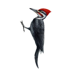 Woodpecker bird watercolor illustration. Hand drawn pileated woodpecker wildlife avian. North America native wild bird with red crest. Pecker beautiful bird close up detailed portrait. - obrazy, fototapety, plakaty