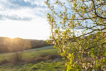 Fototapeta premium The delicate beauty of spring is showcased in this romantic sunset landscape. Blossoming trees and fresh foliage bloom across a beautiful background.
