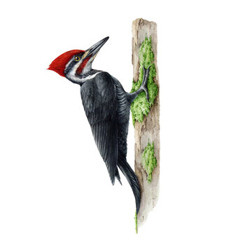 Woodpecker bird on the tree trunk. Watercolor illustration. Hand drawn pileated woodpecker wildlife avian. North America native wild bird. Pecker detailed portrait.