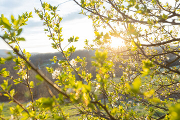 Spring landscape of delicate blooming flowers illuminated by a golden sunset, their white petals creating a beautiful backdrop.