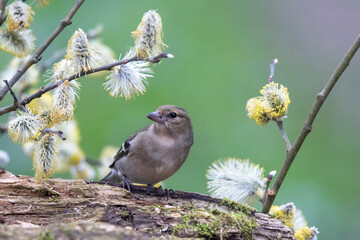 Buchfink (Fringilla coelebs)