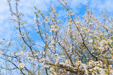 Lush tree in full bloom, its vibrant blue blossoms reaching towards the sky. A stunning display of natures beauty and growth during a fresh spring day. Vibrant blue sky.