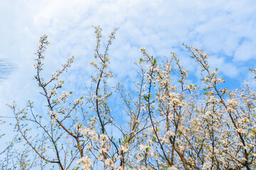 Lush tree in full bloom, its vibrant blue blossoms reaching towards the sky. A stunning display of natures beauty and growth during a fresh spring day. Vibrant blue sky.