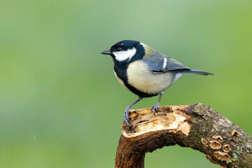 Kohlmeise (Parus major)