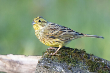 Goldammer (Emberiza citrinella)