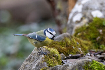 Zaunkönig (Troglodytes troglodytes)
