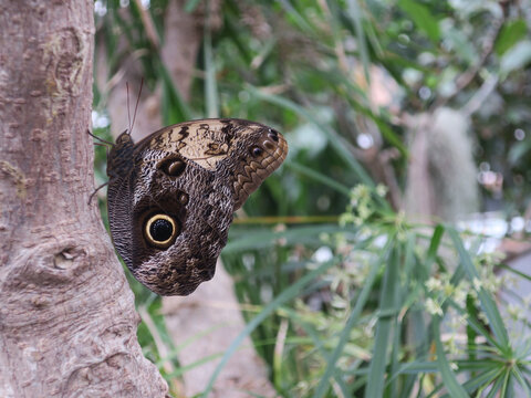 butterfly called Caligo Telamonius sitting on a stem of a tree in the Hortus of Leiden