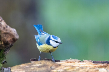 Obraz premium Blaumeise&nbsp;(Cyanistes caeruleu)