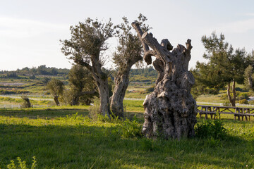old olive tree in the field