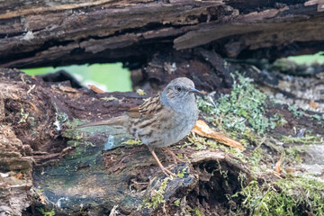 Heckenbraunelle (Prunella modularis)