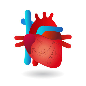Real human heart anotomy flat icon isolated on white background.Design for logo.Using for clipart.Concept for medical health care.Vector.Illustration.
