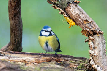 Blaumeise (Cyanistes caeruleu)