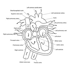Diagram real human heart anotomy flat icon isolated on white background.Design for logo.Using for clipart.Concept for medical health care.Vector.Illustration.