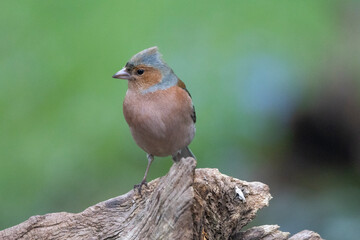 Buchfink (Fringilla coelebs)